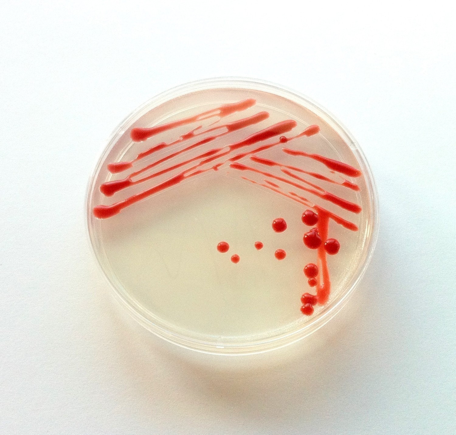 Soap - Red Serratia marcescens in a Petri Dish (Sweet Pea)