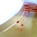 Soap - Red Escherichia coli in a Petri Dish - Natural Honey Scent