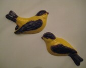24-Yellow Finch Chocolate Candy