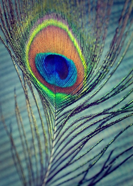 Peacock Feather - 5x7 Fine Art Photo Print