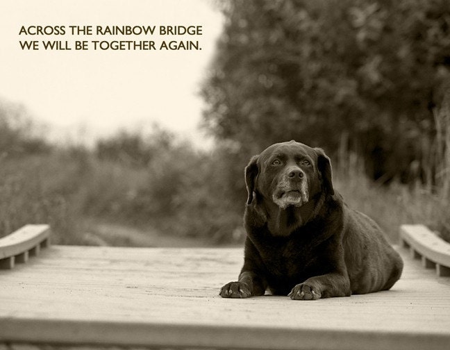 Across The Rainbow Bridge - 8 x 10 Print