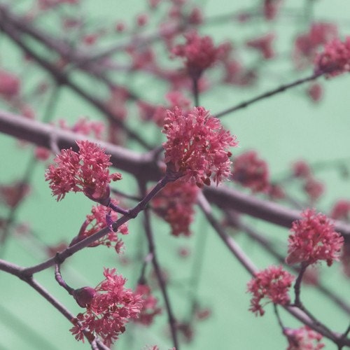 5x5 fine art photograph /// branches in bloom /// nature photo by lesley sico