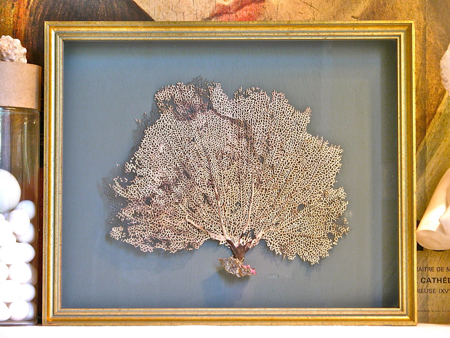 Framed Sea Fan