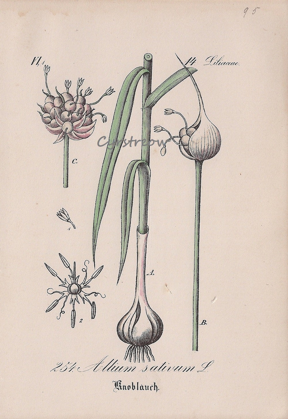 Garlic Art