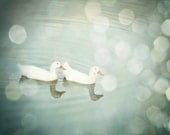 Duck photography blue gray wall art nature photography rustic cottage decor dreamy duck art print 8x10 fine art photo