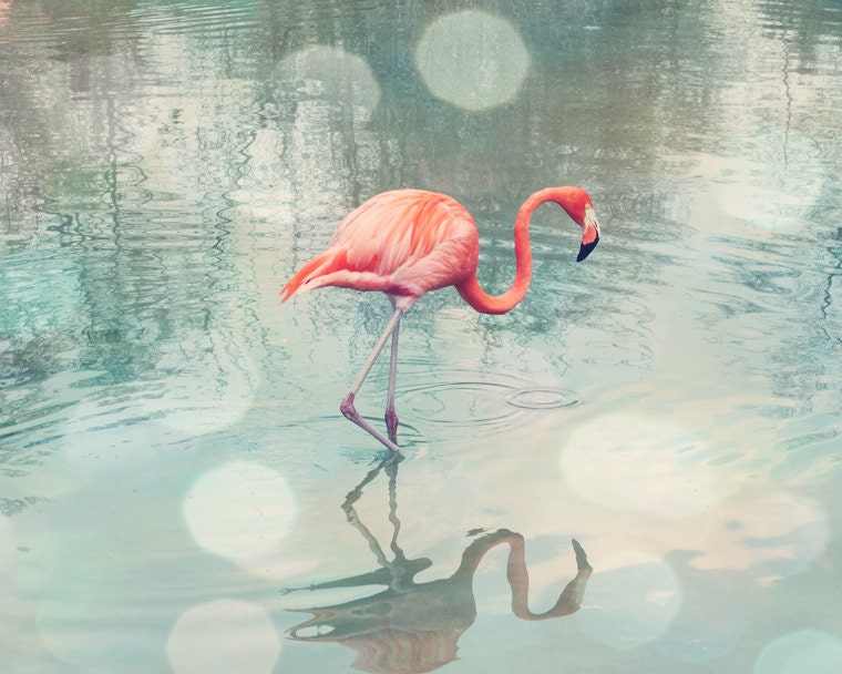 Flamingo photography coral mint teal wall art fine art bird photography 8x10 flamingo print home decor