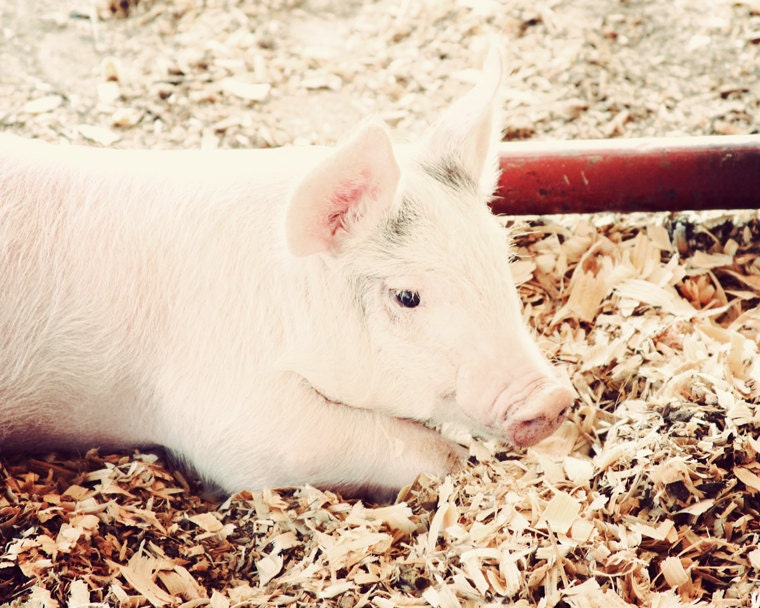 animal photography baby piglet nursery art cute farm animal wall art children 8x10 photograph
