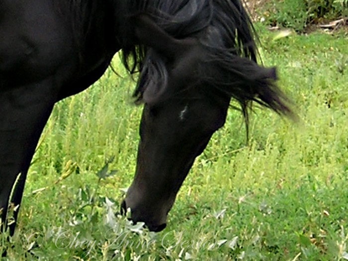 Black Horse photo print 8x10