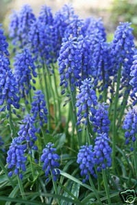 50 Grape Hyacinth Bulbs - Petite Purple and Hardy