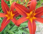 PREMIUM - HEALTHY Brick Red DAYLILY DIVISIONS\/PLANTS 10 PLANTS