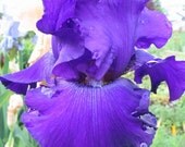 Beautiful iris- INTO THE NIGHT