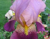 Old fashioned heirloom iris- RAMESES  2 Rhizomes