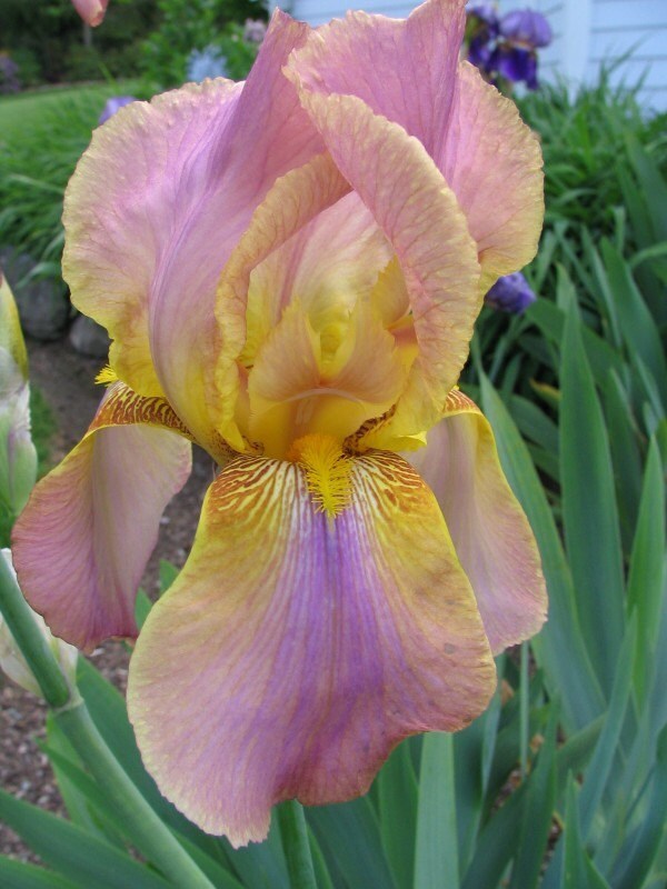 rare iris