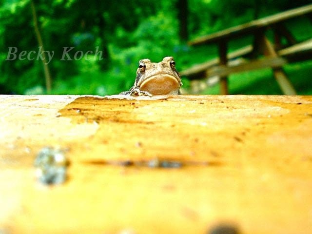 Toad