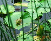 Frog Lily Pad 5x7 photo Detroit Zoo marsh Free Shipping Global