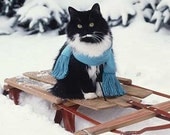 CLEARANCE  Black & white Tuxedo CAT n SNOW on sled  5x5 color  photograph