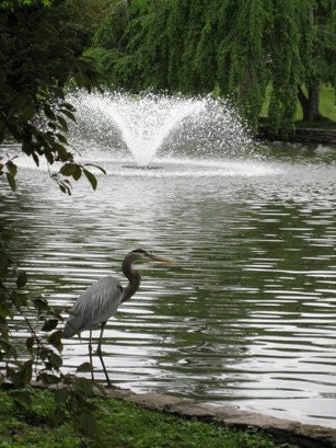 Blue Heron 8x10