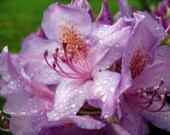Azaelas and Raindrops 8x10