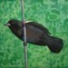 Great Song, Red-winged Blackbird, Poetic Texture, Marsh Serenade