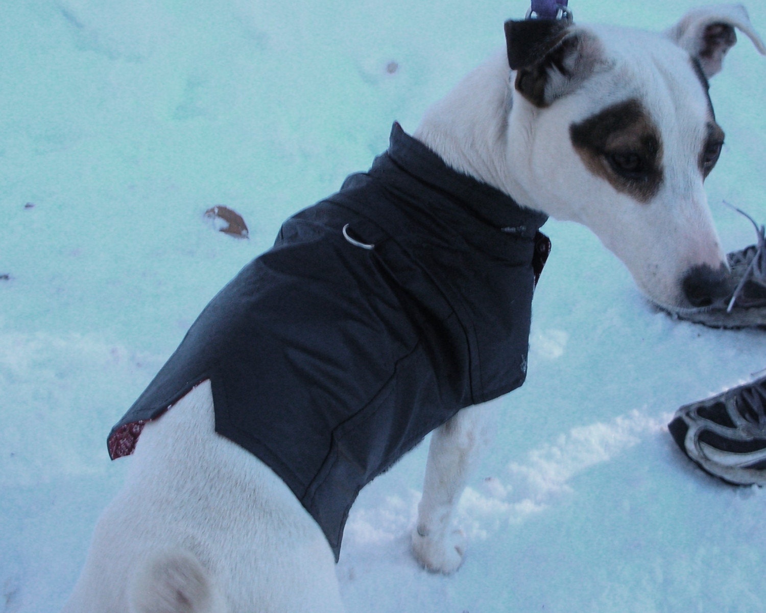 Leather Dog Biker Jacket