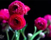 Ranunculus - Fine Art Print - 8x10