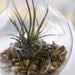 Light Bulb Terrarium - Modern Design Meets Nature