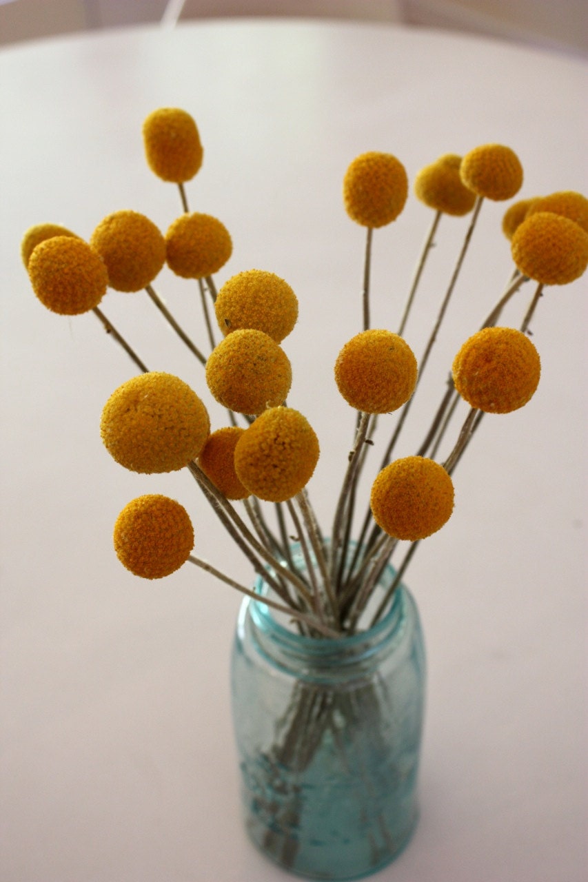 20 Stems Organic Dried Caspedia Billy Balls