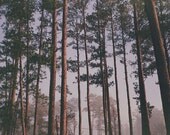 Trees