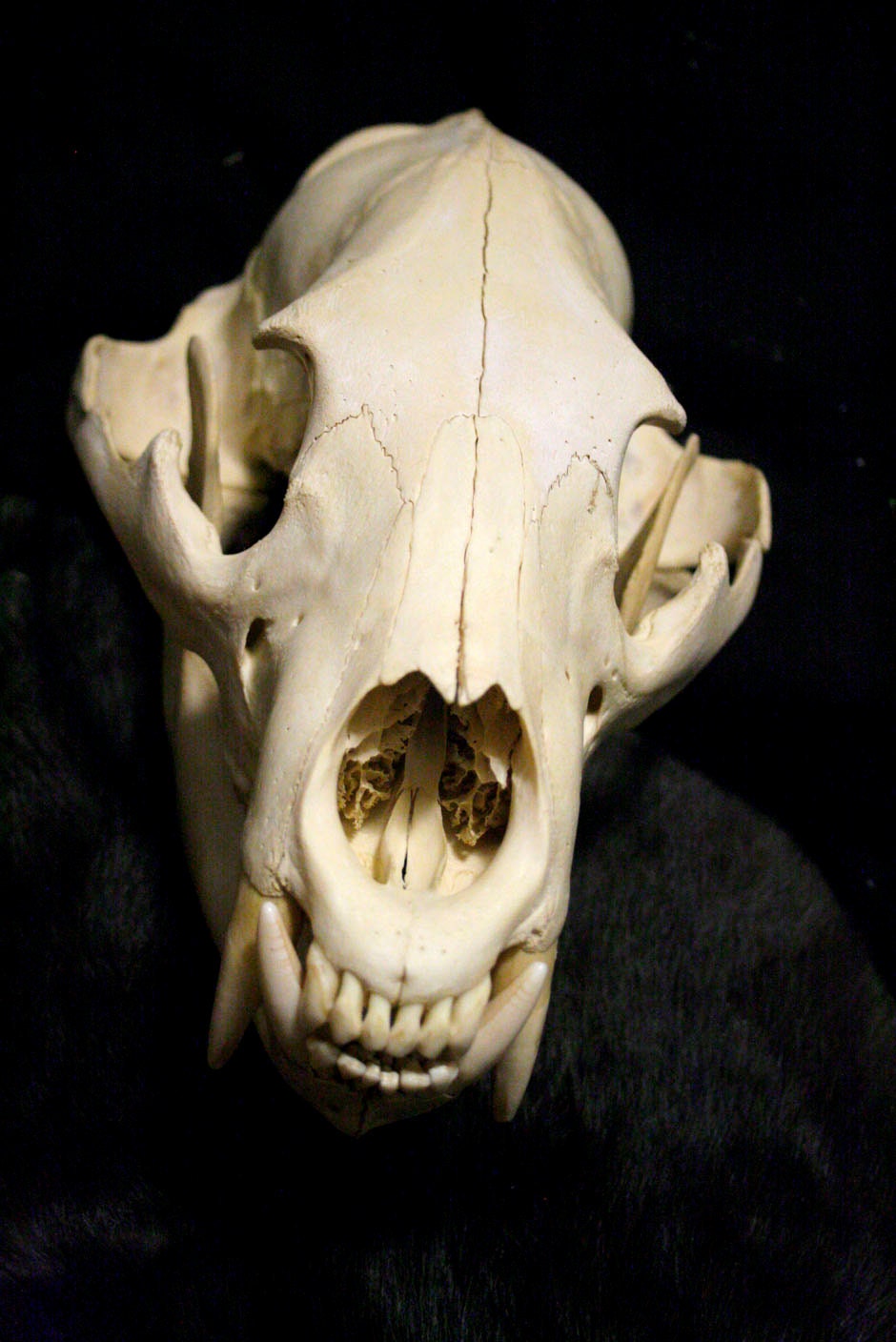 Bear Skull