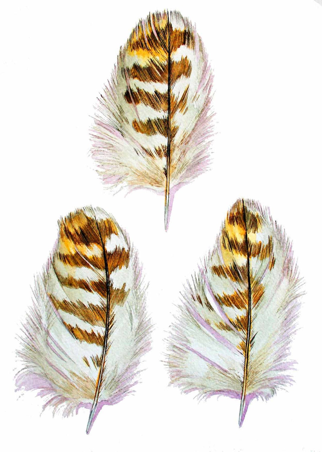 Hawk Feathers Three - Blank Greeting Card