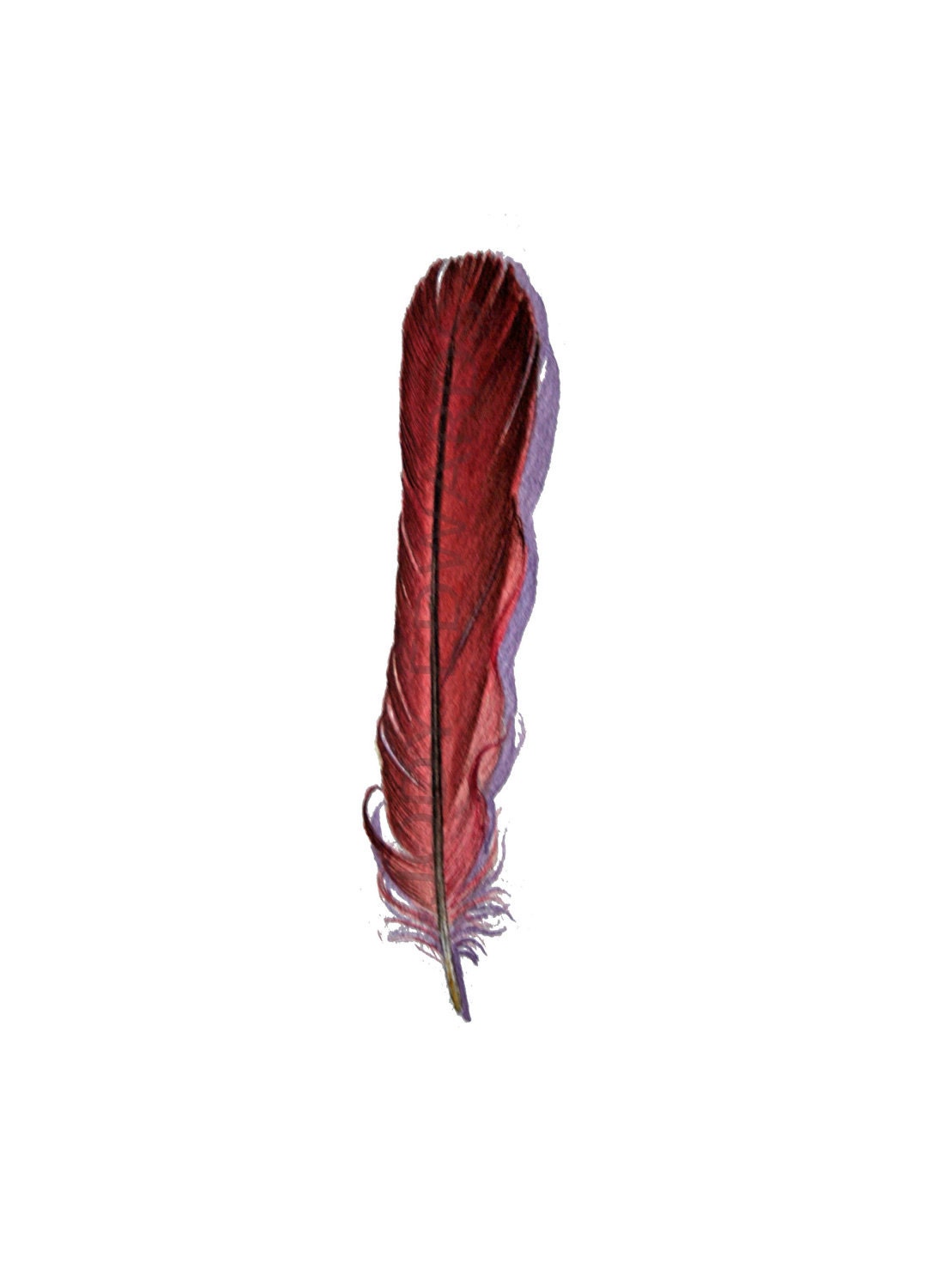 Cardinal Feather