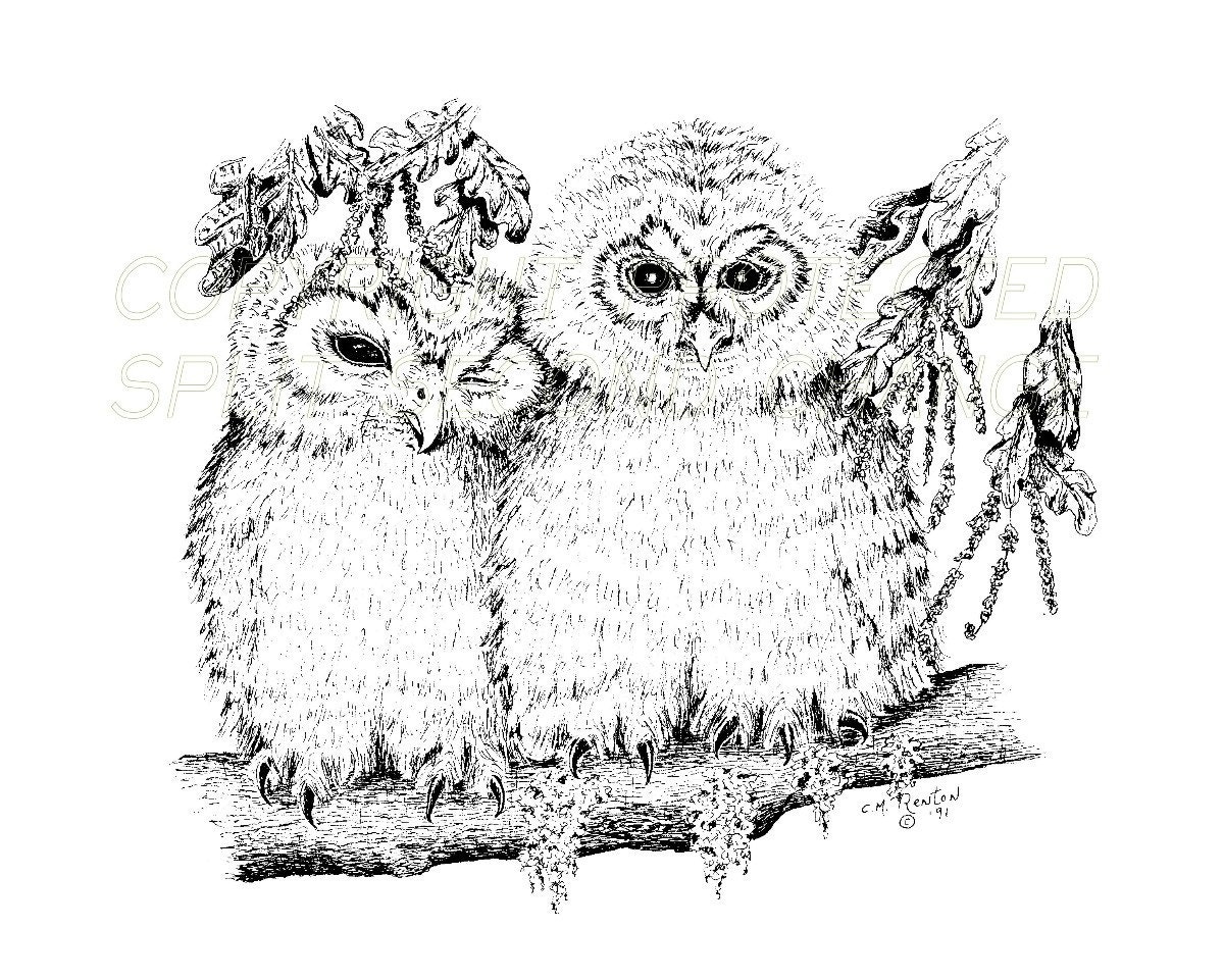 Forever Love Mates " OWLS "  WildLife Birds Night Owl  Print of Original Pen and Ink Sketch 8 x 10