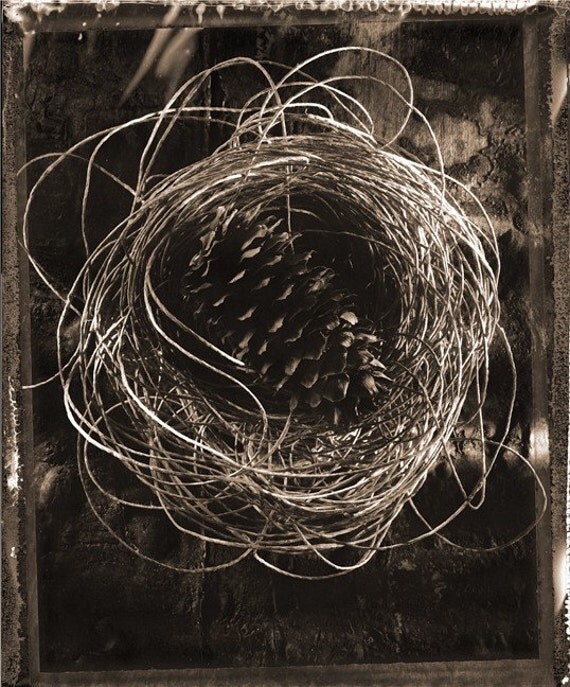 Nest - 8x10 Fine Art Photograph