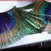 Full Peacock Eye Feather False Eyelashes