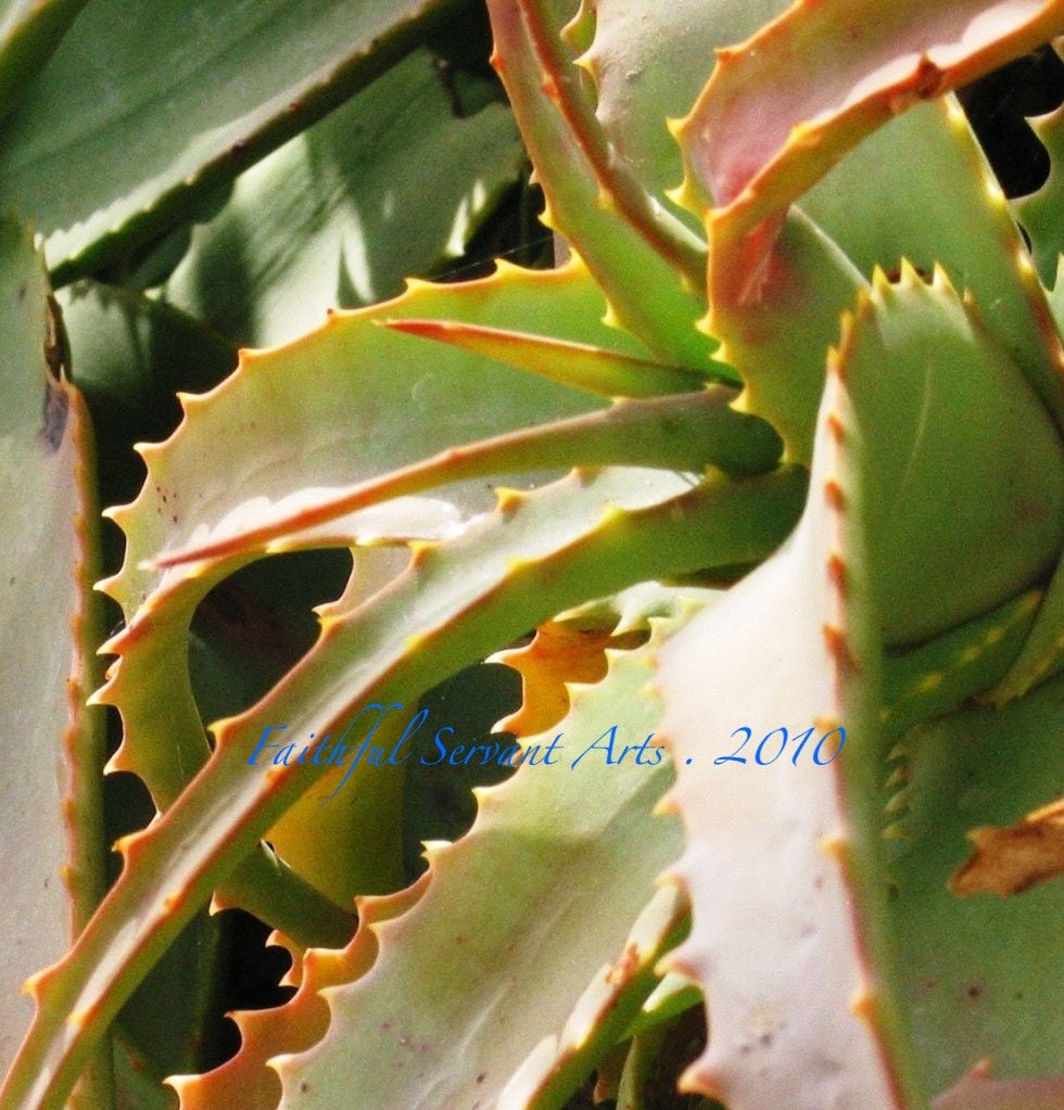 Cactus