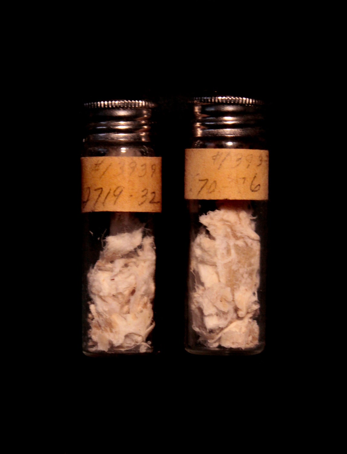 Real African Lion Skin in an Antique Glass Vial
