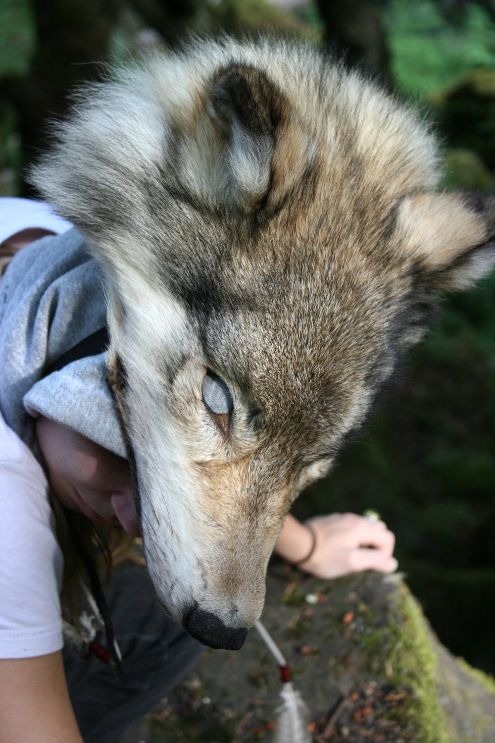 By Commission Only - Coyote, Wolf, Fox, Bear, Lynx, Cougar, or Bobcat Skin Headdress