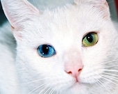 Gothic Jewelry - Cat's Eyes Earrings - Here Kitty, Kitty - Sterling Silver in Blue and Green