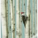 In the Trees Print