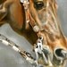 Cowhorse in Action Print 11 x 14