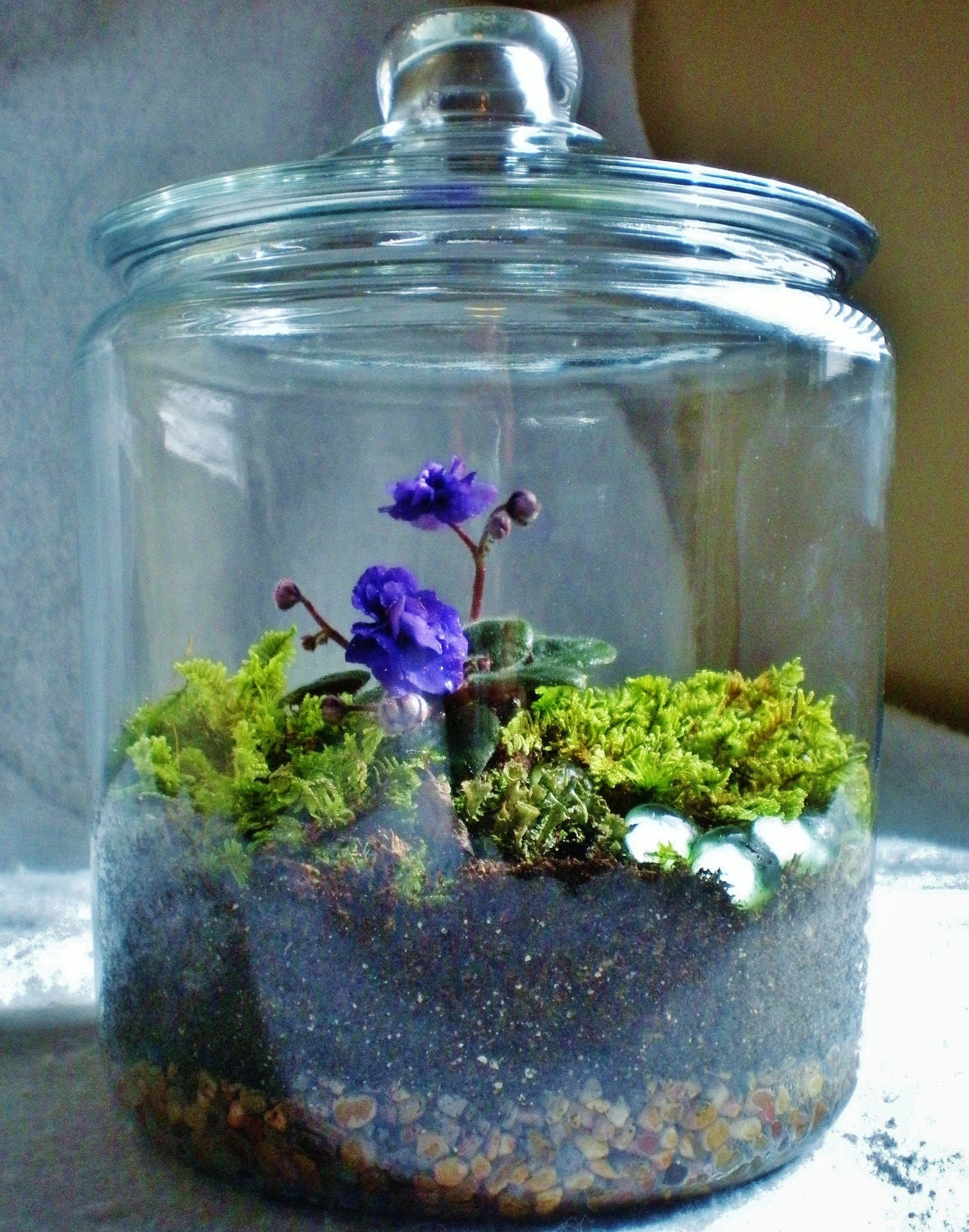 African violet in jar. African Violet terrarium.