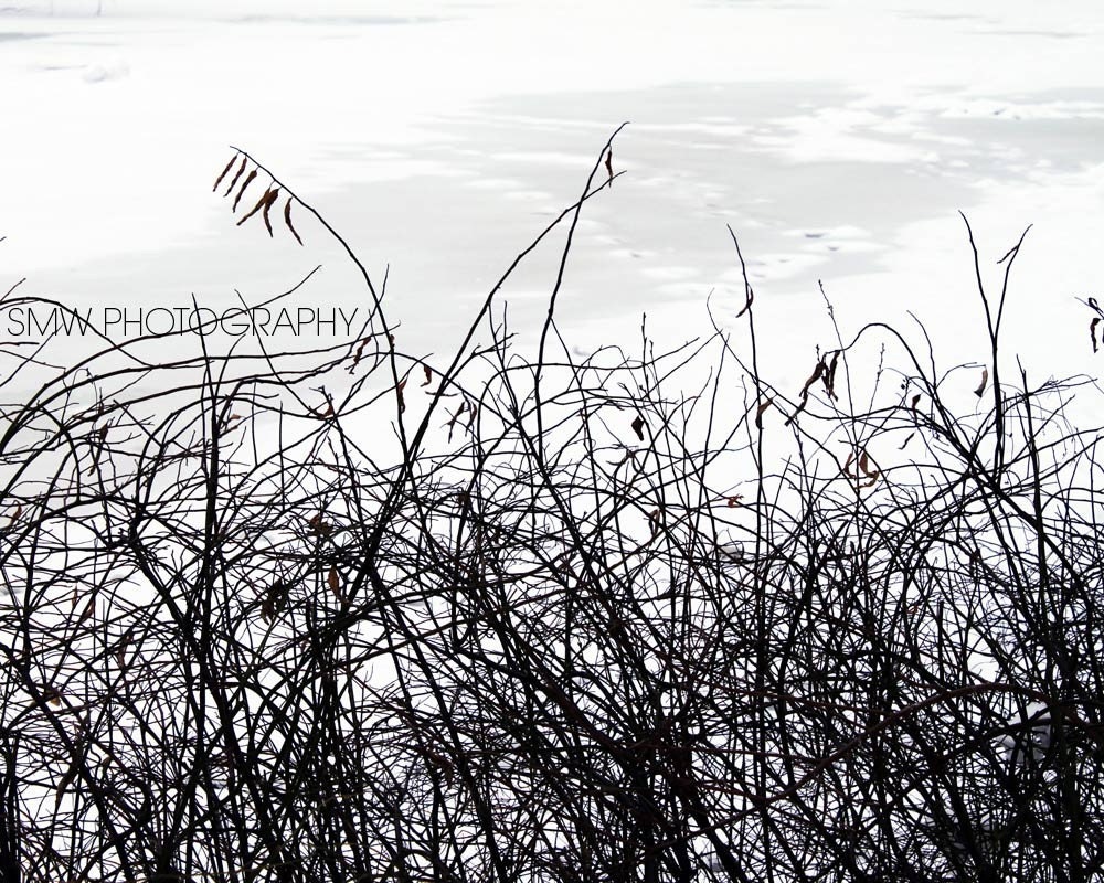 Branches on Frozen Lake - Central Park