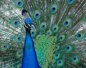 Peacock Blue Green Feathery Bird - Thinker Tinker 4X4 Square Photograph