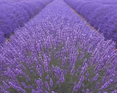 Lavender Flowers Organic 2 Ounces