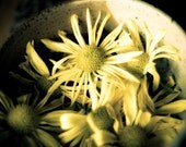Yellow Daisies - 5x7 Print