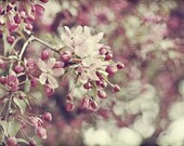 Spring Blossom III - 5x7 Fine Art Print