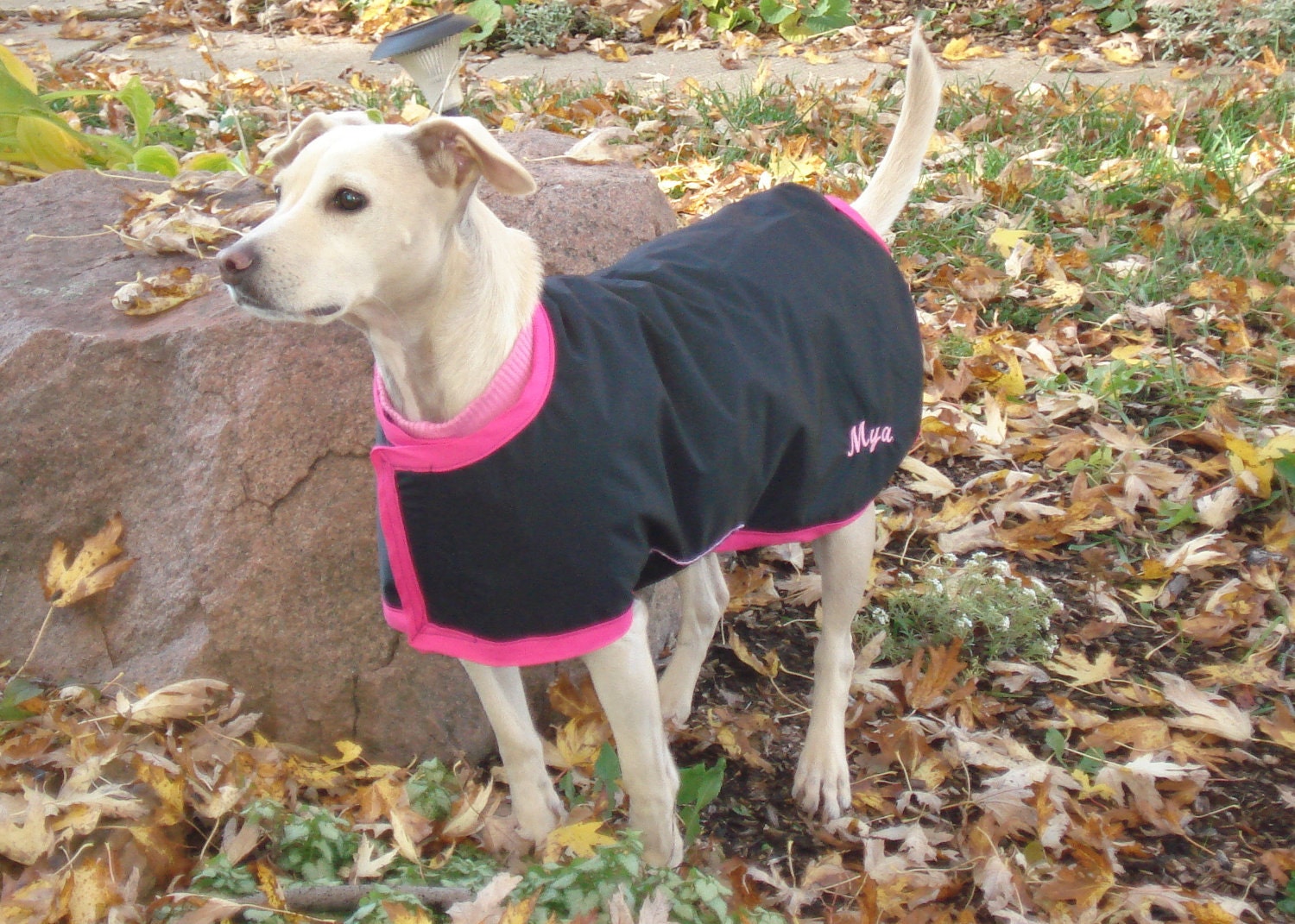 Tootlewear's 321 All Weather Dog Coat  Medium
