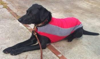 Tootlewear's Dog Fleece Sport Coat  XX Large
