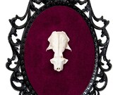 Real Mink Skull on Red Velvet - Victorian Framed Object - Wall Art Decor 7x10in