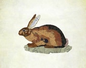 Hare